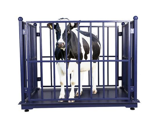 Escalas de peso dos carneiros do LCD Digital, escala do peso 5T para vacas